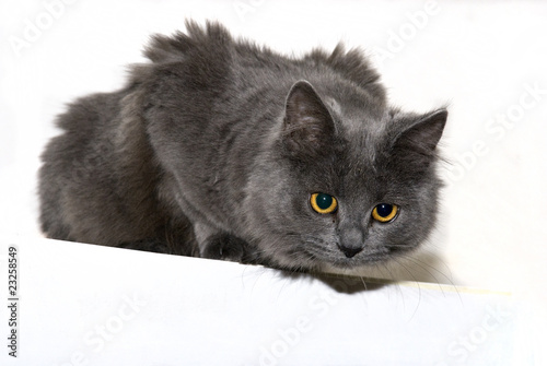 Freisteller Einer Lauernden Main Coon Katze Kaufen Sie