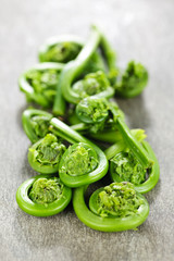 Canvas Print - Fiddleheads