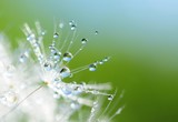 Fototapeta Dmuchawce - Dandelion seed with drops