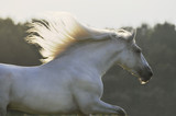 Fototapeta Konie - white horse run gallop in sunset