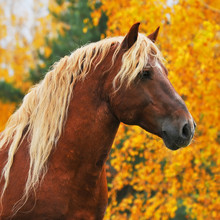 Chesnut Horse In Autumn