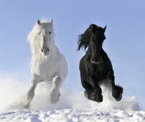 Naklejka biały i czarny koń
