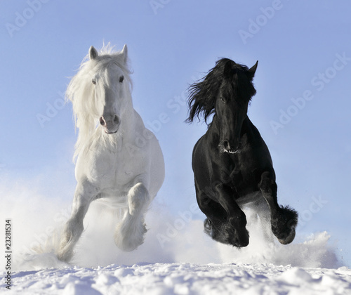 Fototapeta do kuchni white and black horse