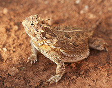 A Texas Horned Lizard Or Horny Toad