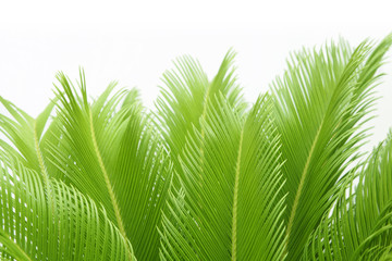 Wall Mural - cycas leaf