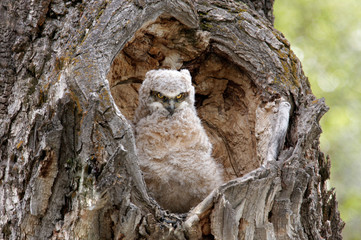 Wall Mural - Great Horned Owl