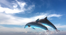 Couple  Of Dolphins Jumping Against The Blue Sky