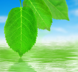 Wall Mural - Green leaves