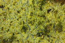 Green Jasper Stone Close-up Texture