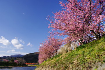 Wall Mural - Kawazu cherry blossom trees