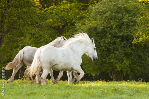 Obrazy konie  biale-klacze-na-tle-zielonej-laki-i-drzew
