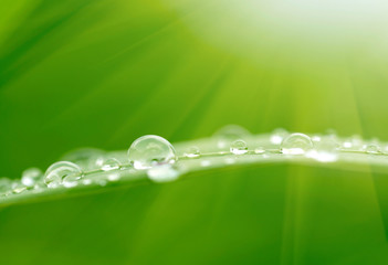 Poster - Green grass with raindrops background
