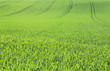 canvas print picture - green young corn field