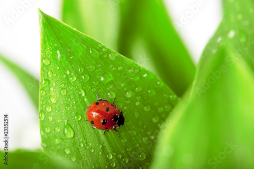 Dekoracja na wymiar ladybird-siedzi-na-lisciu-z-kropli-wody