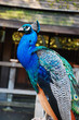 Colorful male peacock