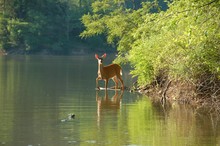 Deer In The Lake