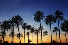 Palm Trees Sunset Golden Blue Sky Backlight
