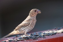 Sparrow