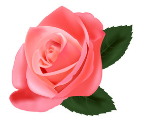 Poster - Beautiful pink rose with leaves. Photo-realistic vector.