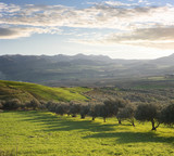 Fototapeta Na ścianę - Farmland With Olive Trees At Sunset