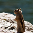 Rocky Mountain Rodent