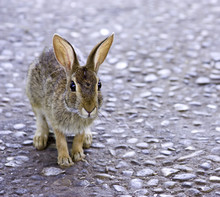 Rabbit On The Road