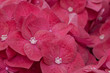 Close-up of pink hydrangea petals