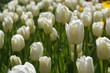 White tulip field