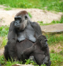 Cute Baby And Mother Gorilla