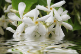 Jasmin