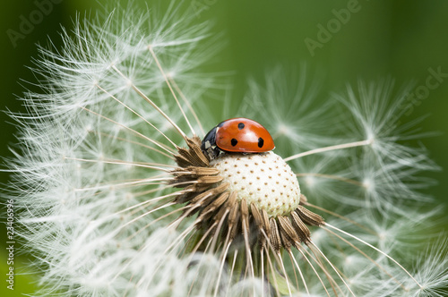 Naklejka - mata magnetyczna na lodówkę Marienkäfer auf einer Pusteblume