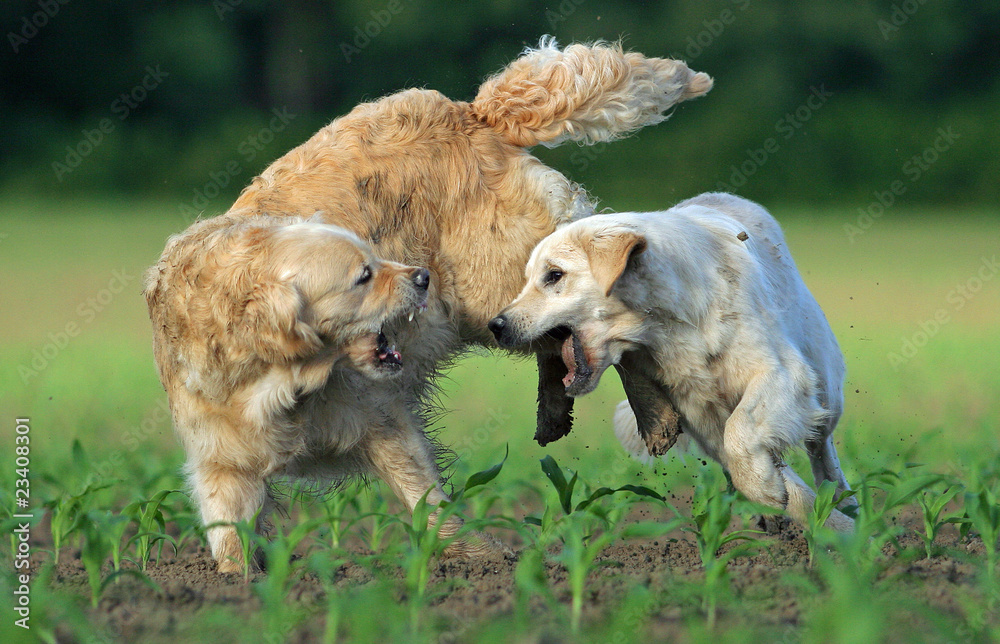 Photo Art Print Bagarre De Deux Chiens De Race Golden