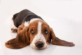 Fototapeta Dmuchawce - basset hound puppy