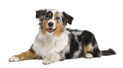 Wall Mural - Australian shepherd, 6 months old, in front of white background