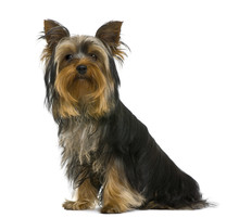 Yorkshire Terrier, 7 Months Old, In Front Of White Background