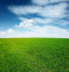 Wall Mural - Meadow with green grass and blue sky with clouds