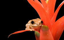 Marbled Reed Frog On Plant