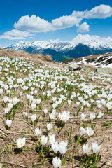 Wall Mural - alpine flowers in spring