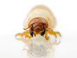 agricultural pest maggot larva