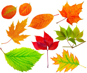 Wall Mural - herbarium. collection of different leaves.