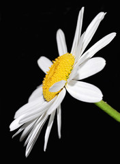 white daisy on a black background