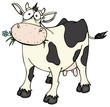 Kuh, Rind, überrascht, verwirrt, Futter, Viehhaltung