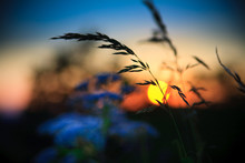Sunset And Grass With Nice Color At Background