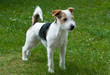 © Harald07 - Parson Russell Terrier