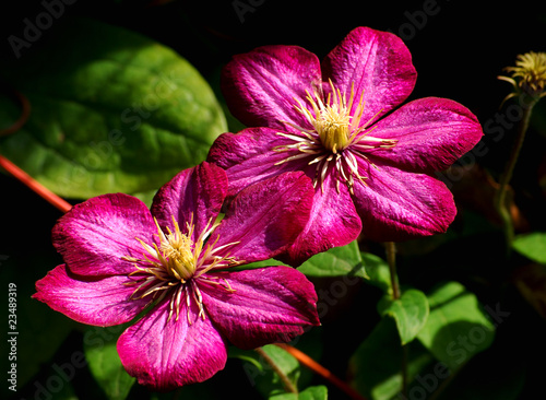 Makro zweier rubinrote Clematis - Blüten mit dunklem Hintergrund
