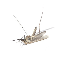 Wall Mural - Dead mosquito isolated on white background.