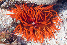 Bright Orange Sea Anemone In A Rock Pool At The Shore