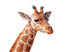 Détourage de la tête d'une jeune girafe
