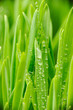 Leinwandbild Motiv Water drops on grass