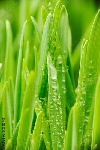 Obrazy trawa  duzo-kropalek-wody-na-trawie